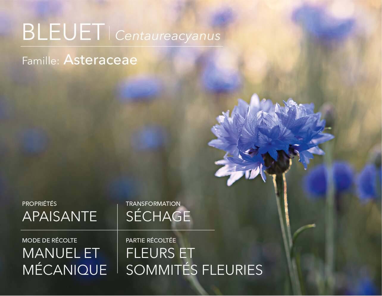 Bleuet