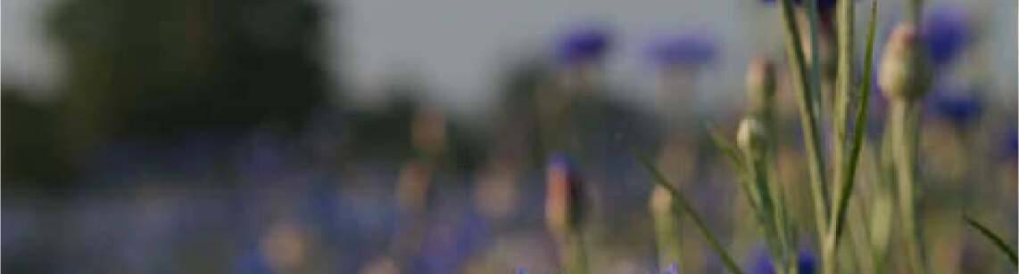 champs de bleuets flous