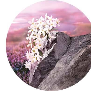 Kamille, Jasmin, Alge