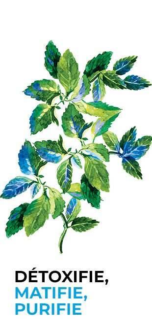 Le Masque Désincrustant au Charbon Végétal Pure Menthe