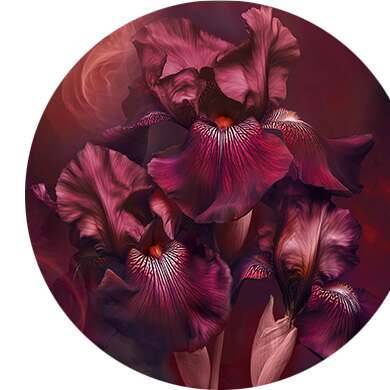 Bitterorange, Iris, Weihrauch